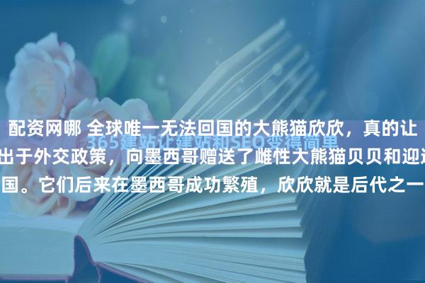 配资网哪 全球唯一无法回国的大熊猫欣欣，真的让人痛心。1975年，中国出于外交政策，向墨西哥赠送了雌性大熊猫贝贝和迎迎，这俩就不再属于中国。它们后来在墨西哥成功繁殖，欣欣就是后代之一。2026年1月的墨西哥城，空气里带着高原特有的干燥与凉意。查普特佩克动物园的玻璃幕墙后，36岁的欣欣正缓慢地咀嚼...